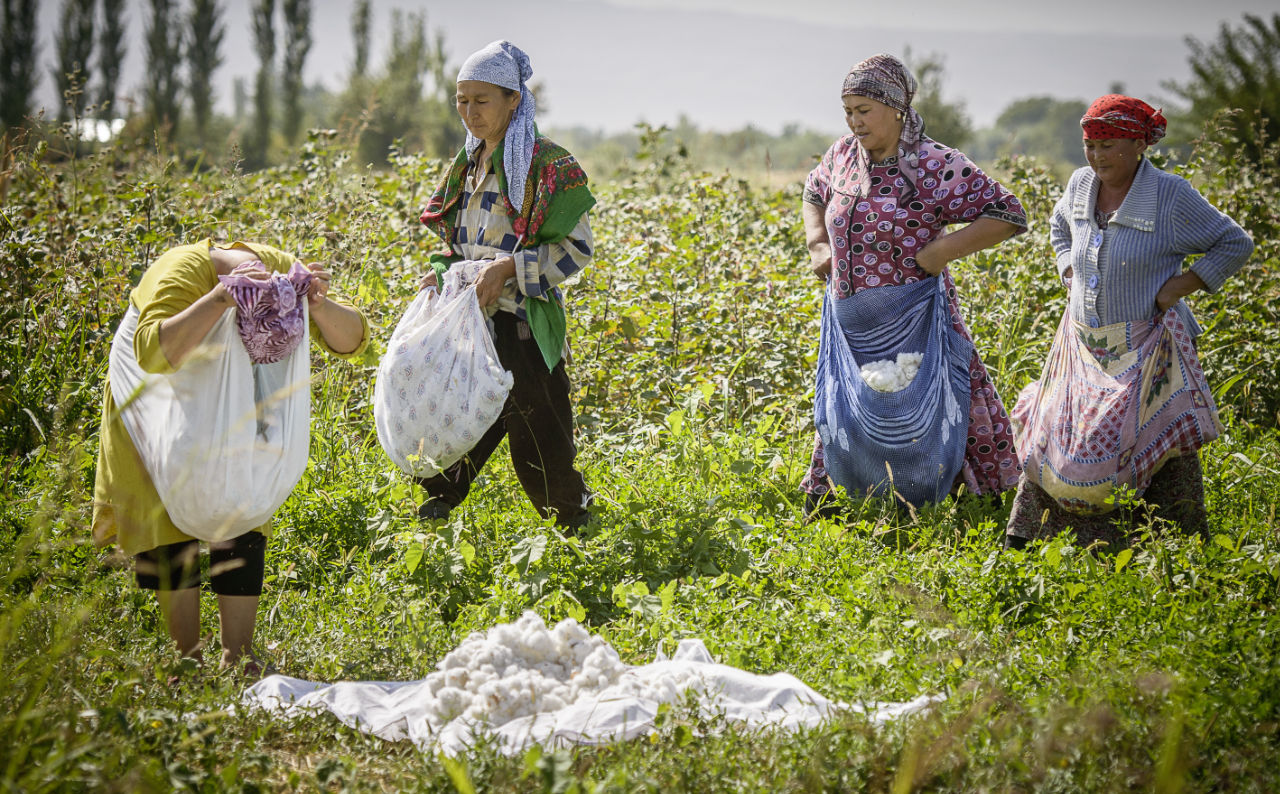 Cotonea Bio-Baumwolle vom Fair-Trade-Anbauprojekt in Kirgistan